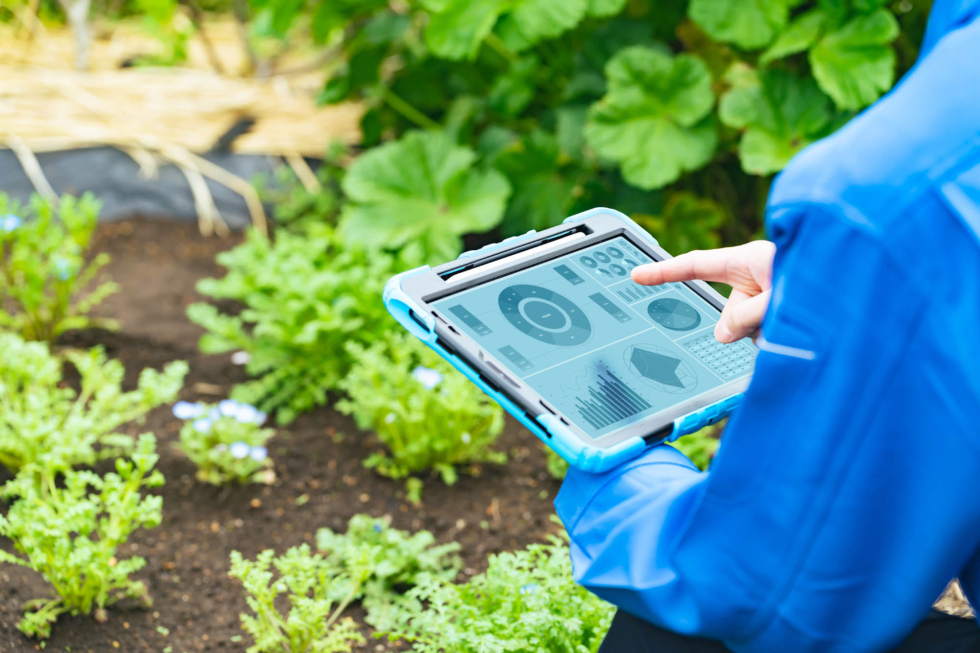 农民在田间查看平板电脑。