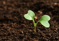 茶叶品牌名字创意