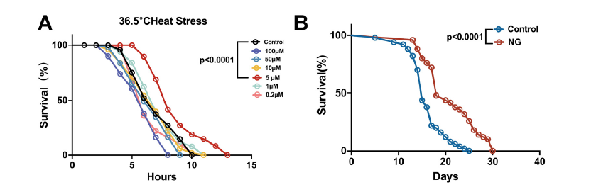 图1 新芒果苷促进秀丽隐杆线虫