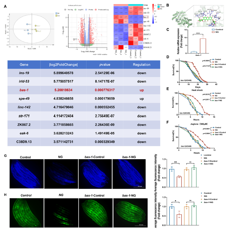 图3 新芒果苷调控秀丽隐杆线虫基因表达