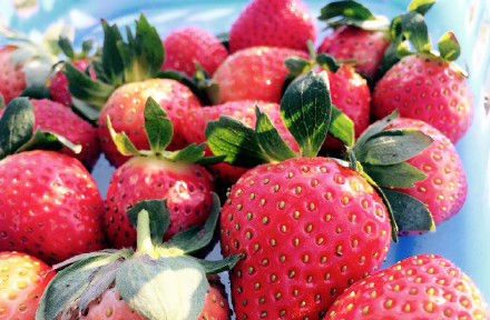 【七坡草莓园】