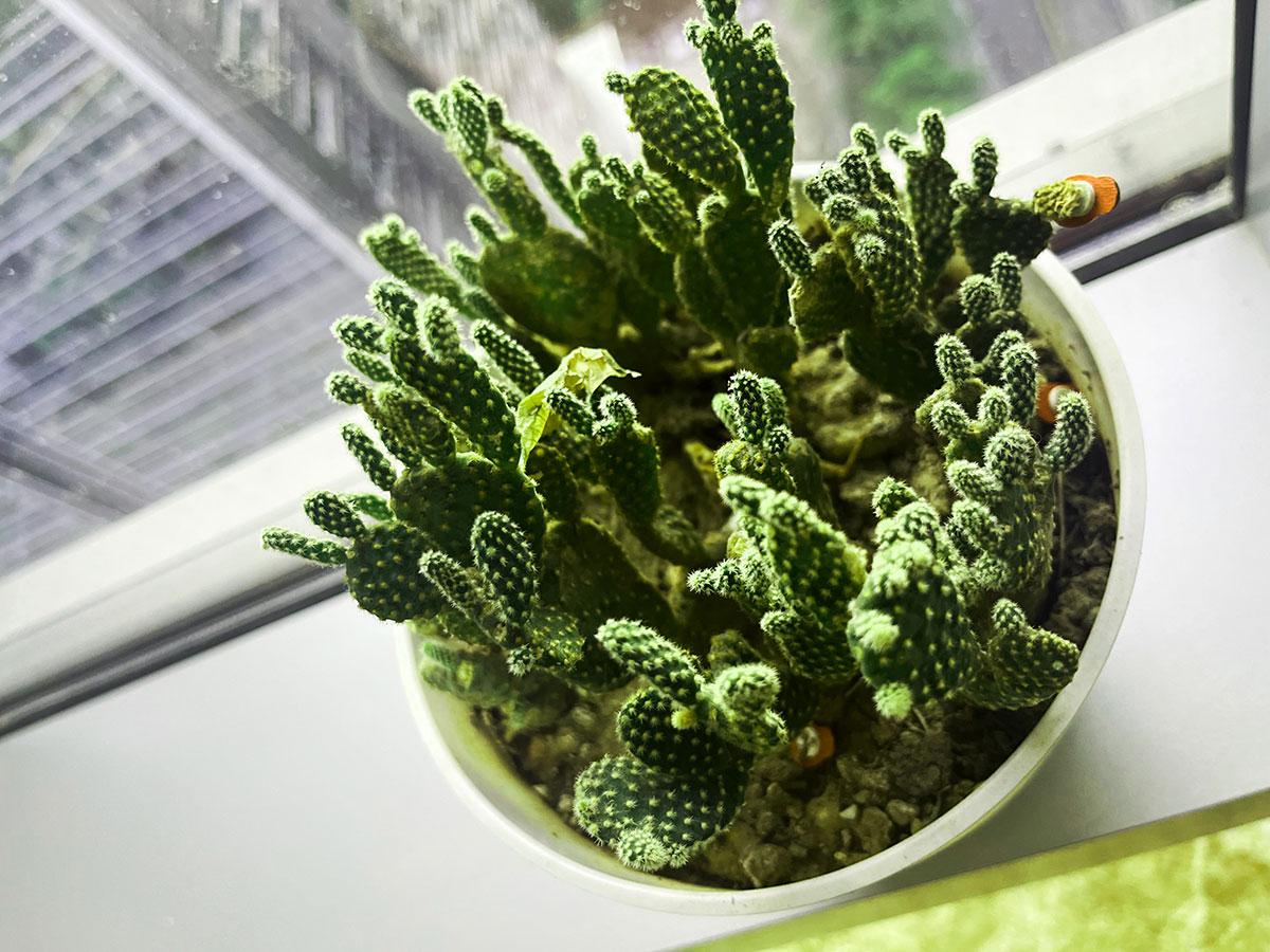 取消增值税免税备案